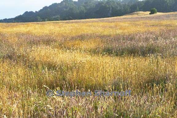 meadow 3714 5 graphic